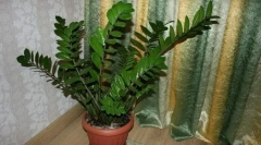 Zamiculkas (долар дърво)